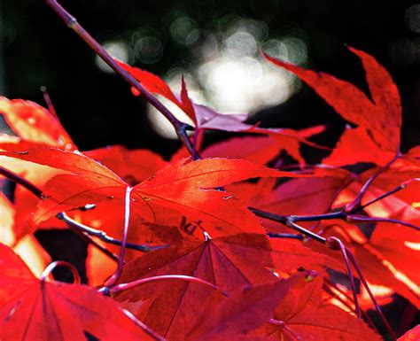 Japanese Maple Fall Colors Photograph by Andrew Cottrill