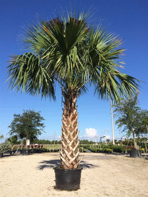 palmetto palm tree south carolina - Gracia Gunther