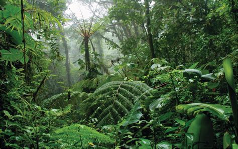 Tropical Forests Are An Ideal Habitat for Wide Array of Wildlife ...