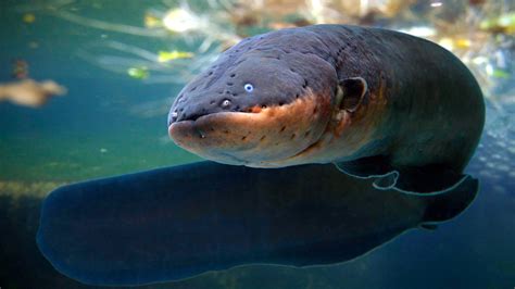 Shocking Electric Eel Facts - VELARIX