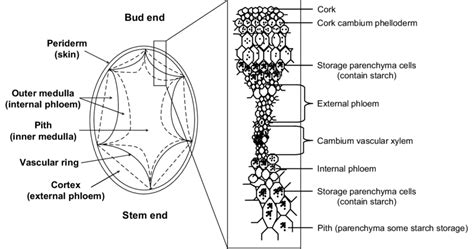 Solanum Tuberosum Cell