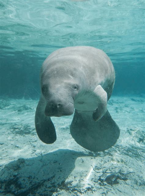 The Cutest Creatures of the Sea - 7 Baby Manatee Facts - Animal Corner