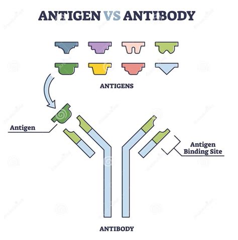 Antigen and Antibody - Agriculture Wale