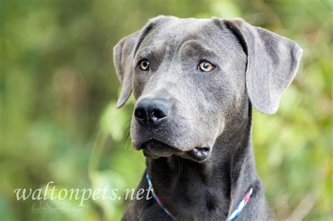 Weimaraner mix dog rescue photo blog - WILLIAM WISE PHOTOGRAPHY