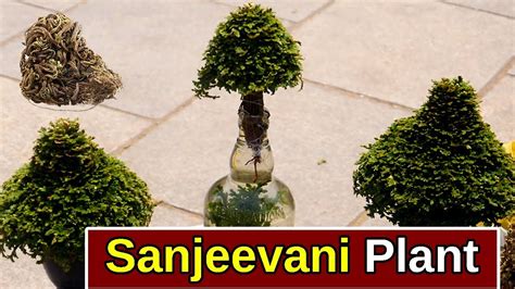 Amazing Plant | Mruta Sanjeevani Plant | Ayurvedic Plant | Charminar ...