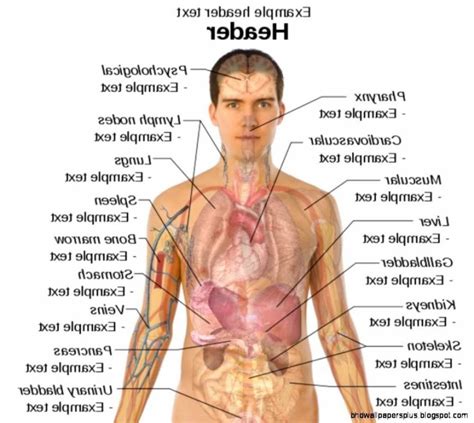 Diagram Of Internal Organs Of The Body ~ Pin On Anatomy Of Organs In ...