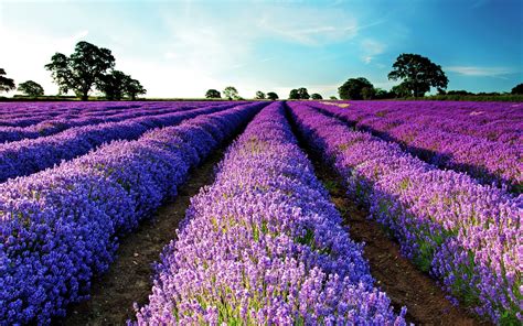 lavender, Field, Purple flowers, Flowers, Landscape, Garden, Purple HD ...