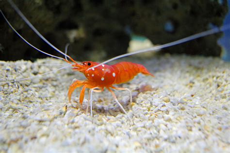 Fire shrimp – Species – Two Oceans Aquarium | Official Tickets | Cape ...