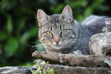 Keeping Cats Out of Your Home Vegetable Garden - Pioneerthinking.com