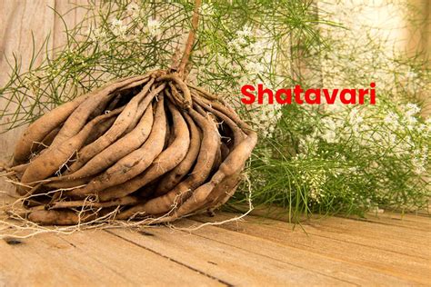 What is Shatavari? – Benefits, How to Use, Dosage, and More