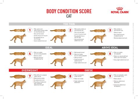 Feeding for optimal growth: nutrition for puppies and kittens from ...