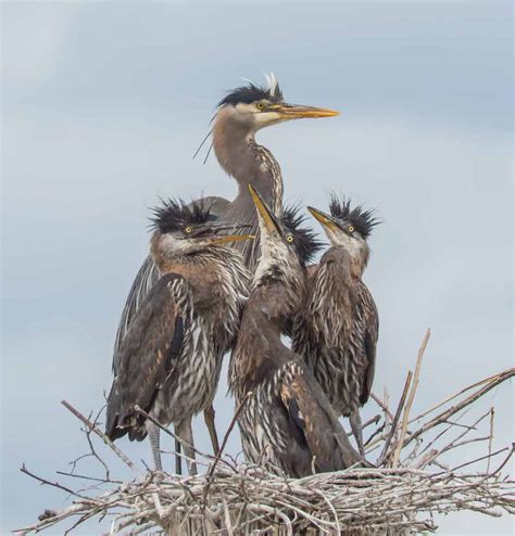 Great Blue Heron nest - it's getting crowded! | BirdNote