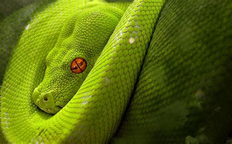 Snake Wallpapers - Wallpaper Cave