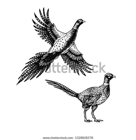 Hand Drawn Pheasant Skethes Birds Flying Stock Vector (Royalty Free ...