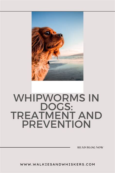 Whipworms in Dogs: Treatment and Prevention - Walkies and Whiskers