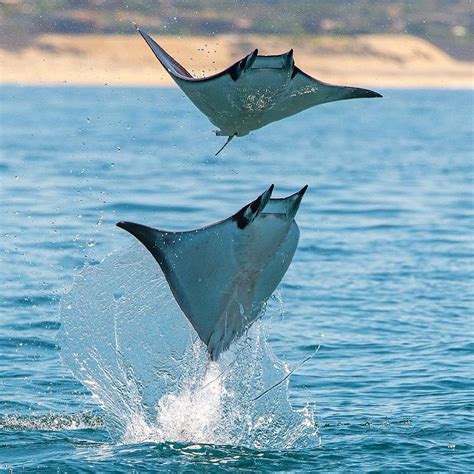 Mobula rays are the ocean’s graceful giants | Baja Shark Experience