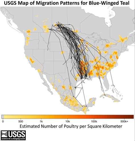 Migratory patterns of teal ducks