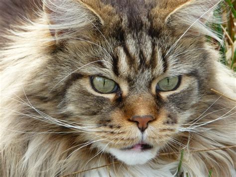 Are Maine Coons More Social Than Other Cat Breeds? - MaineCoon.org