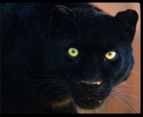 BLACK PANTHER EYES © Daniel Hernanz. All Rights Reserved in all my ...