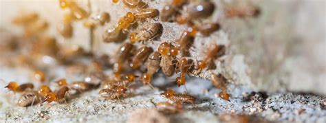 Mound-Building Termite Facts | Insects in Education