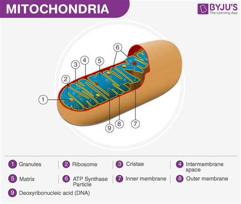 A Labelled Diagram Of Mitochondria with Detailed Explanation