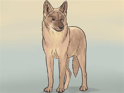 How to Draw a Coyote (with Pictures) - wikiHow