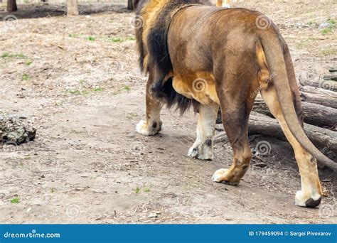 533 Lion Back View Photos - Free & Royalty-Free Stock Photos from ...