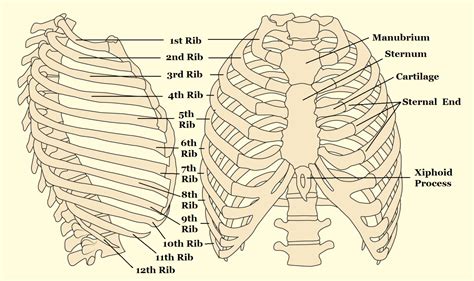 Sternal Rib End Method – All Things AAFS!