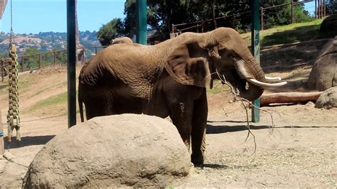 Rides (and Animals) at the Oakland Zoo - Oakland, California - YouTube