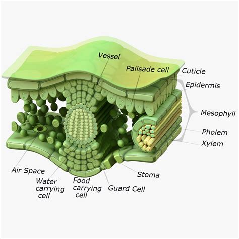 modèle 3D de Anatomie de la coupe transversale des feuilles ...