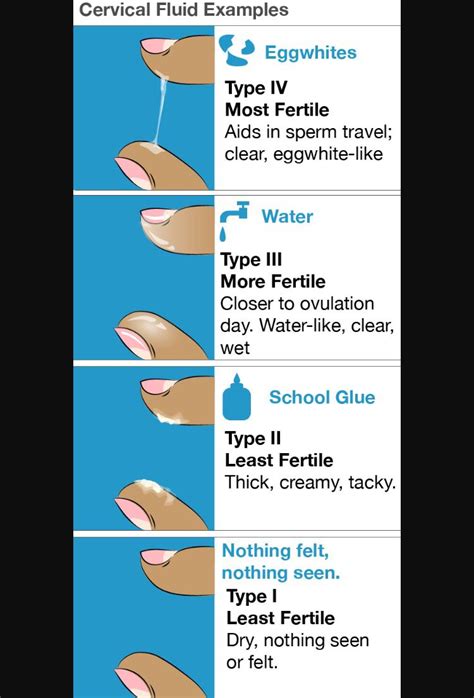 Not fertile to fertile - CM check | Fertility, Pregnancy help ...