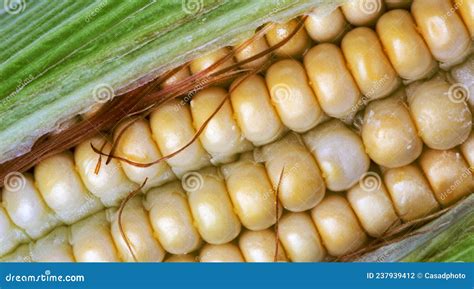 Corn rows closeup stock photo. Image of gourmet, carbohydrate - 237939412