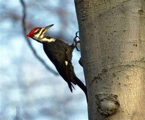 New Years Day Bird Hike, Blacklick Woods Nature Center, Reynoldsburg, 1 ...