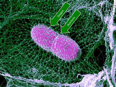 2.1.7 State that multicellular organisms