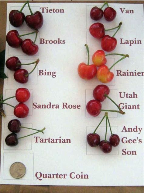 Cherries for eating - types of http://www.ambersfarm.com ...