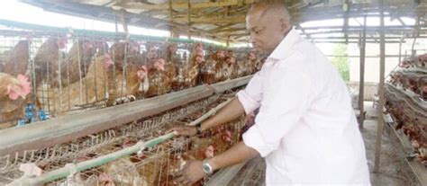 50% of Plateau poultry farmers shut down business - Daily Trust