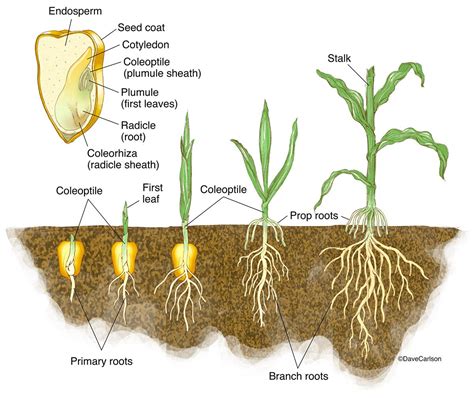 Monocot Germination - Corn Seedling photo | Botany, Biology plants ...