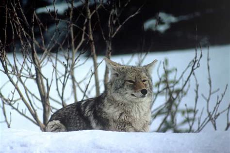 Jasper: Winter Wildlife Bus Tour in Jasper National Park | GetYourGuide