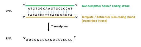 Template Strand Vs Non Template Strand