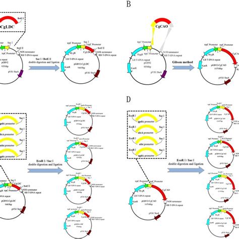 Construction of expression plasmids. (A) Construction of the expression ...