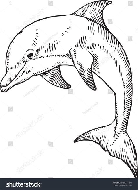 Dolphin Sketch Royalty-Free Images, Stock Photos & Pictures | Shutterstock