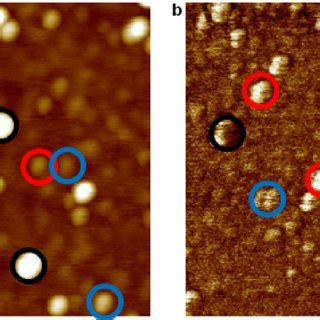 Mixture of ferritin, apoferritin molecules and gold nanoparticles (10 ...