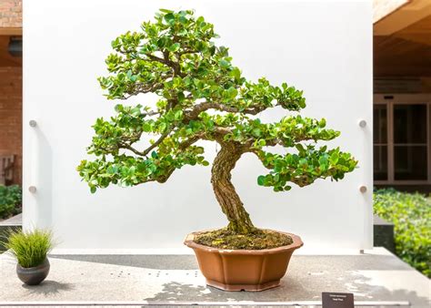 Carissa Bonsai Care: A Comprehensive Guide