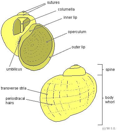 Freshwater Snail Anatomy