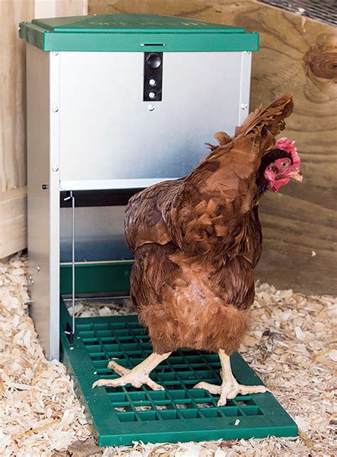 The best Rat Proof Feeder for chickens - Chicken Farmers Union