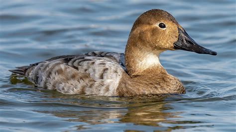 Female Canvasback duck Photograph by William Krumpelman - Pixels