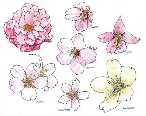 Cherry Blossom Drawings - Beautiful Art Inspiration