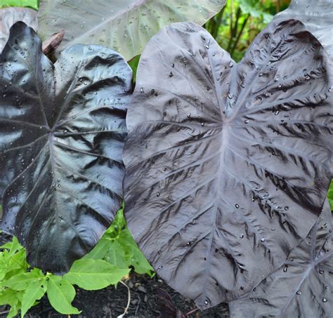 Colocasia Black Sapphire Gecko PP27966 – Brian's Botanicals