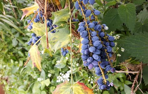 Oregon grape: Foraging for culinary and medicinal use | BritishLocalFood