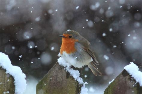 Robin in the snow | Robin, Animals, Snow